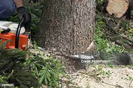 Best Stump Grinding and Removal  in Quarryville, PA